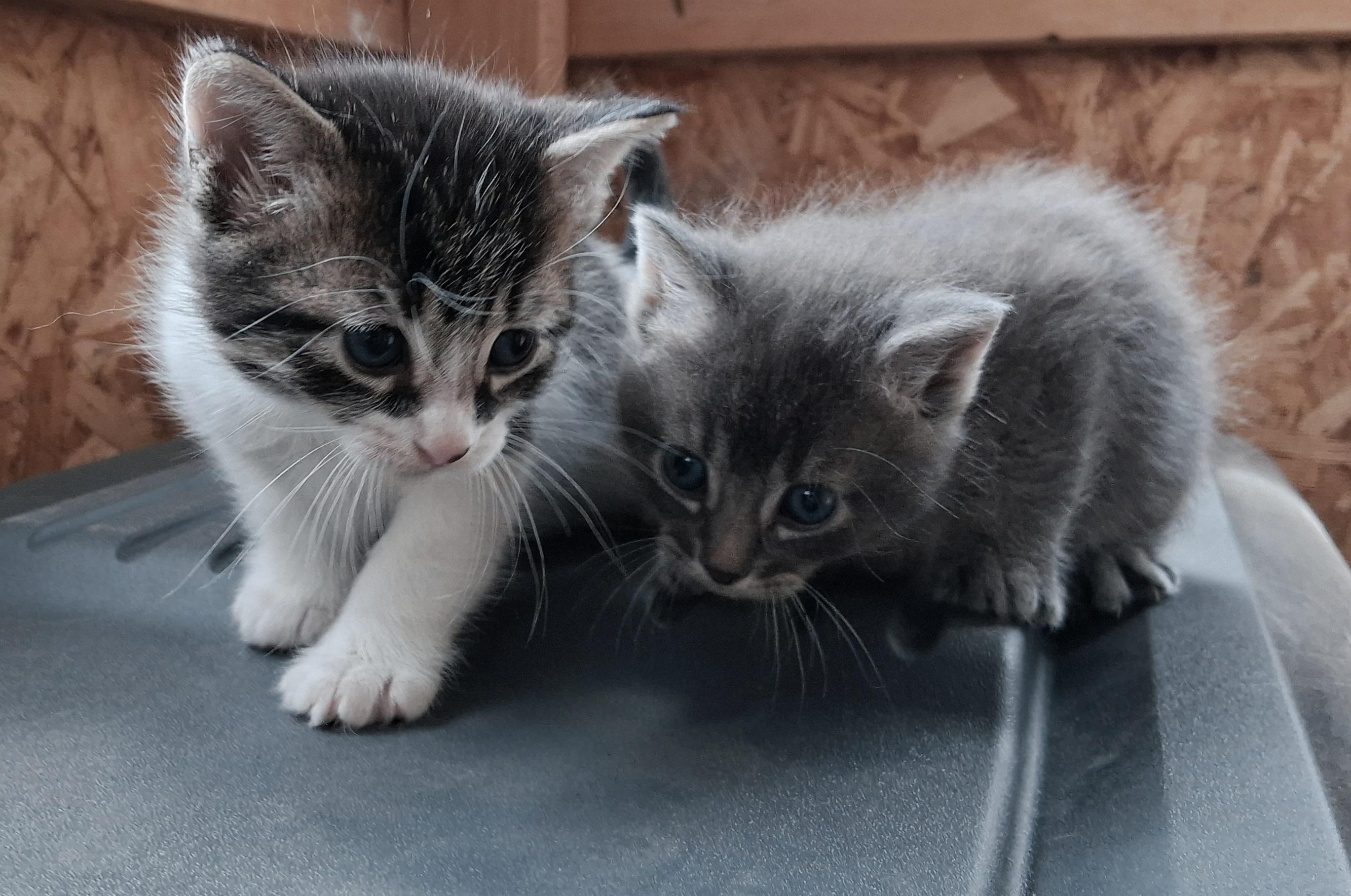 Enlarge Harley and Davidson, a ADOPTABLE American Shorthair in Fordland, MO image 1/1