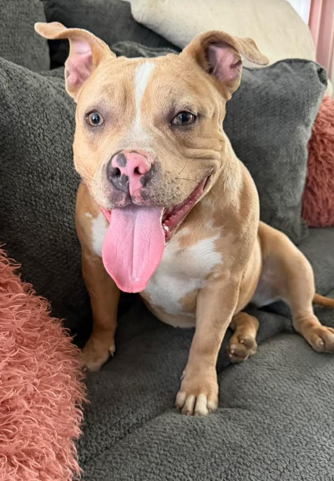 Maybelline, Adoptable, Young Female American Staffordshire Terrier.