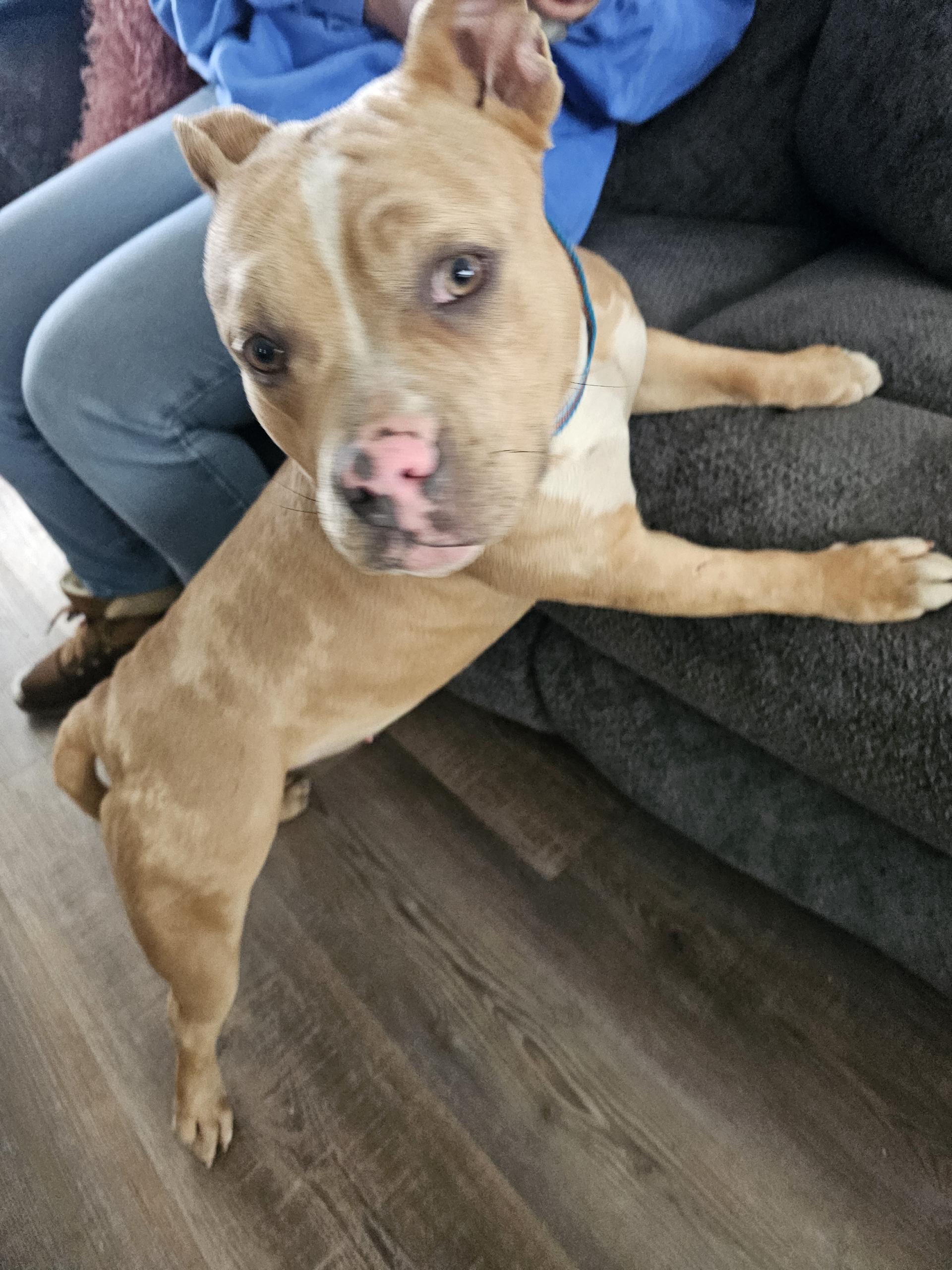 Enlarge Maybelline, a Adoptable American Staffordshire Terrier in merrillville, IN image 2/6