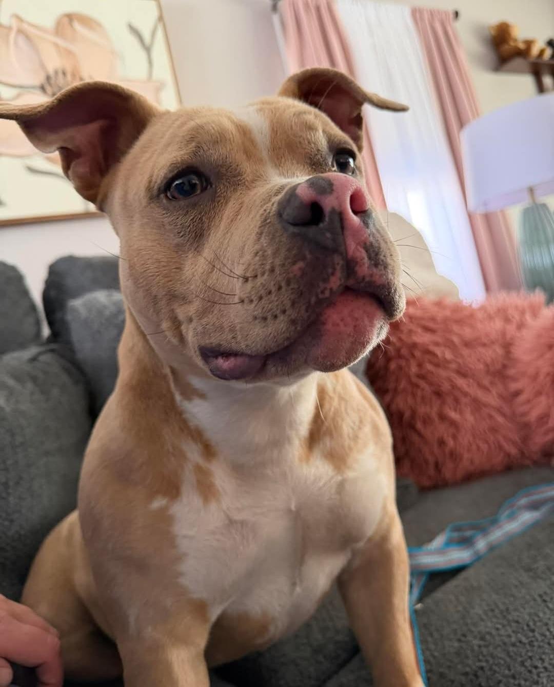 Enlarge Maybelline, a Adoptable American Staffordshire Terrier in merrillville, IN image 3/6