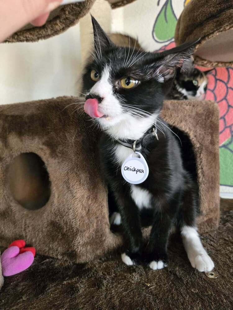 Chickpea 3, Adoptable, Kitten Female Domestic Short Hair.