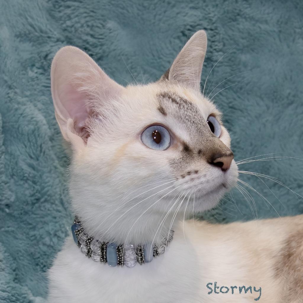 Enlarge Stormy, a Adoptable mixed breed in Hot Springs Village, AR image 1/2
