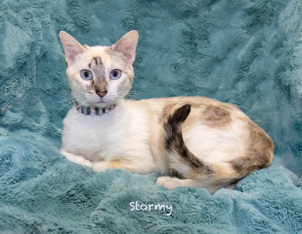 Enlarge Stormy, a Adoptable mixed breed in Hot Springs Village, AR image 2/2