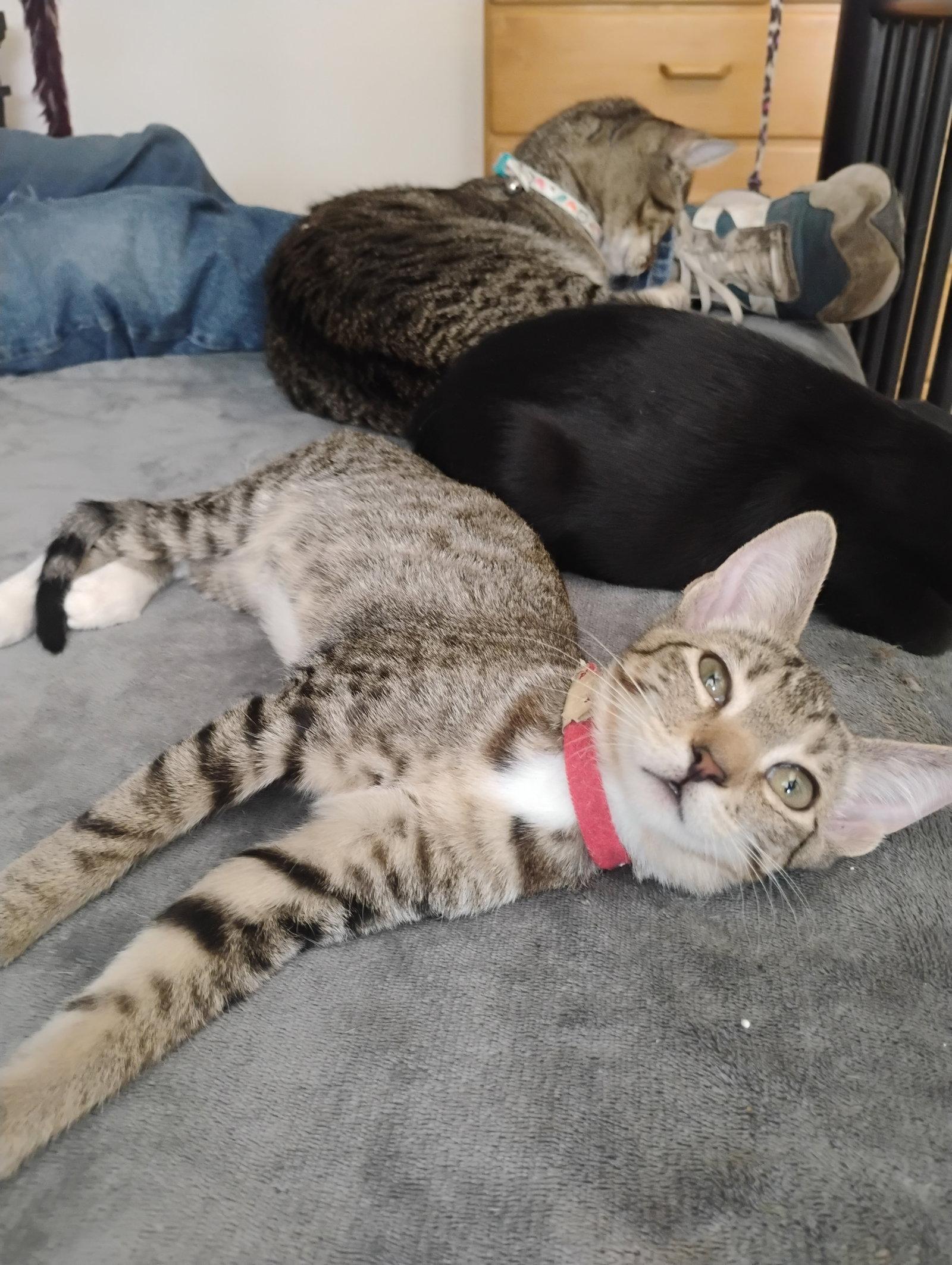 Trixie, Adoptable, Kitten Female Tabby & Domestic Short Hair.
