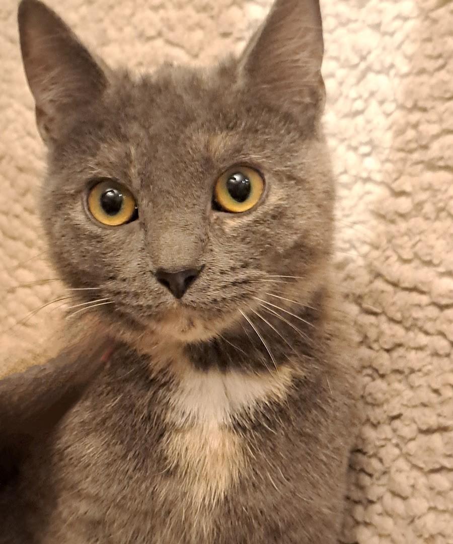 Enlarge Freya, a Adoptable Dilute Tortoiseshell in Montreal, QC image 2/6