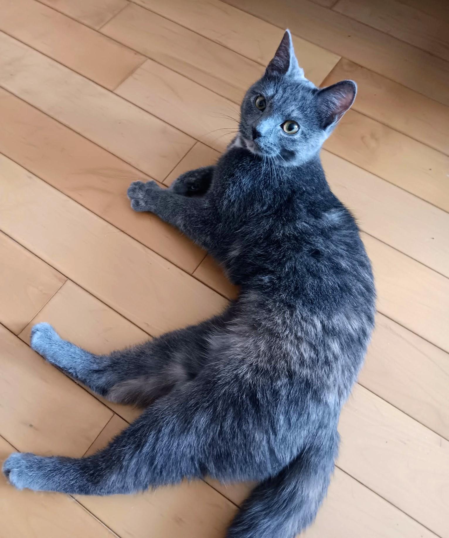 Enlarge Freya, a Adoptable Dilute Tortoiseshell in Montreal, QC image 4/6