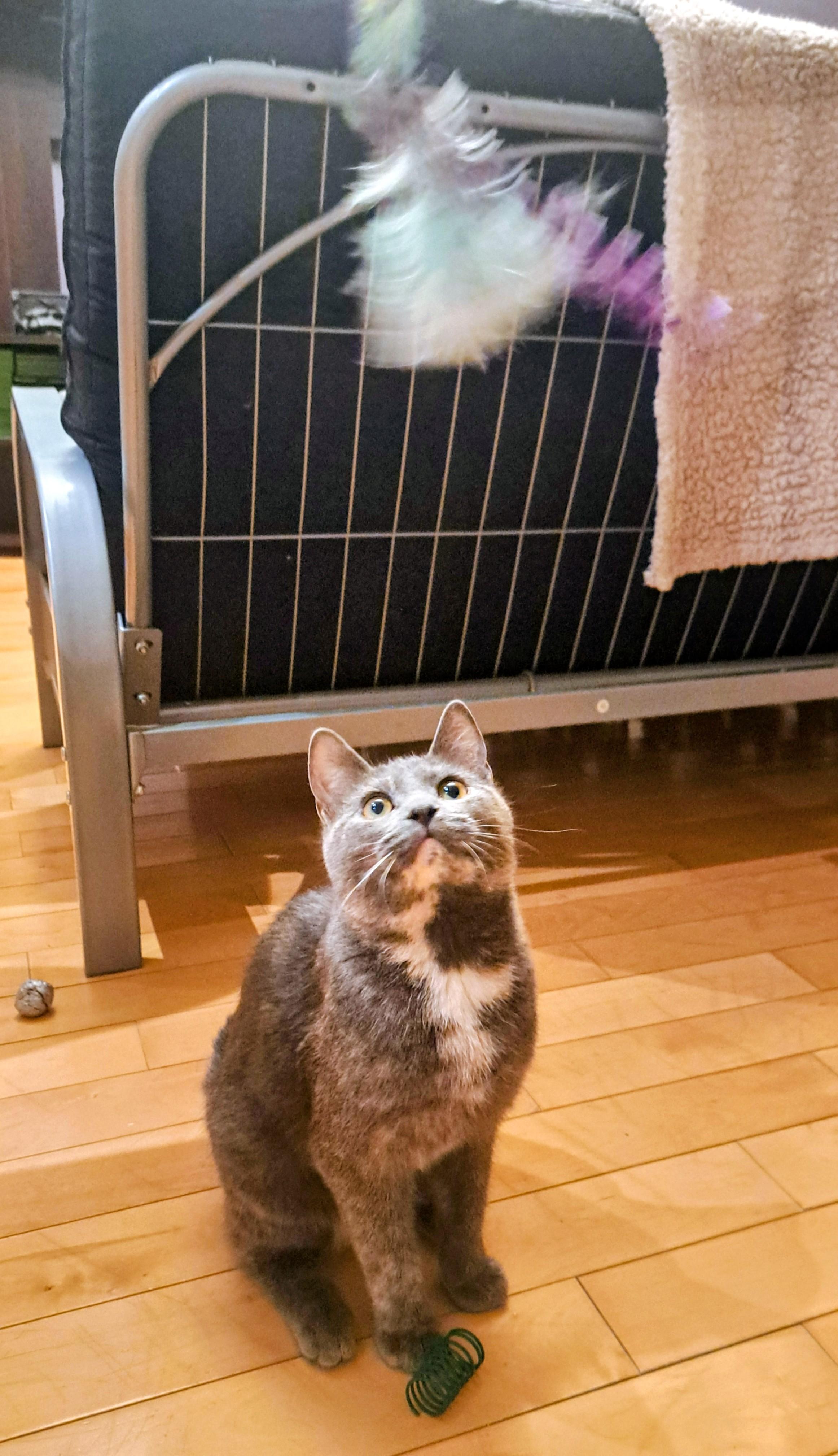 Enlarge Freya, a Adoptable Dilute Tortoiseshell in Montreal, QC image 5/6