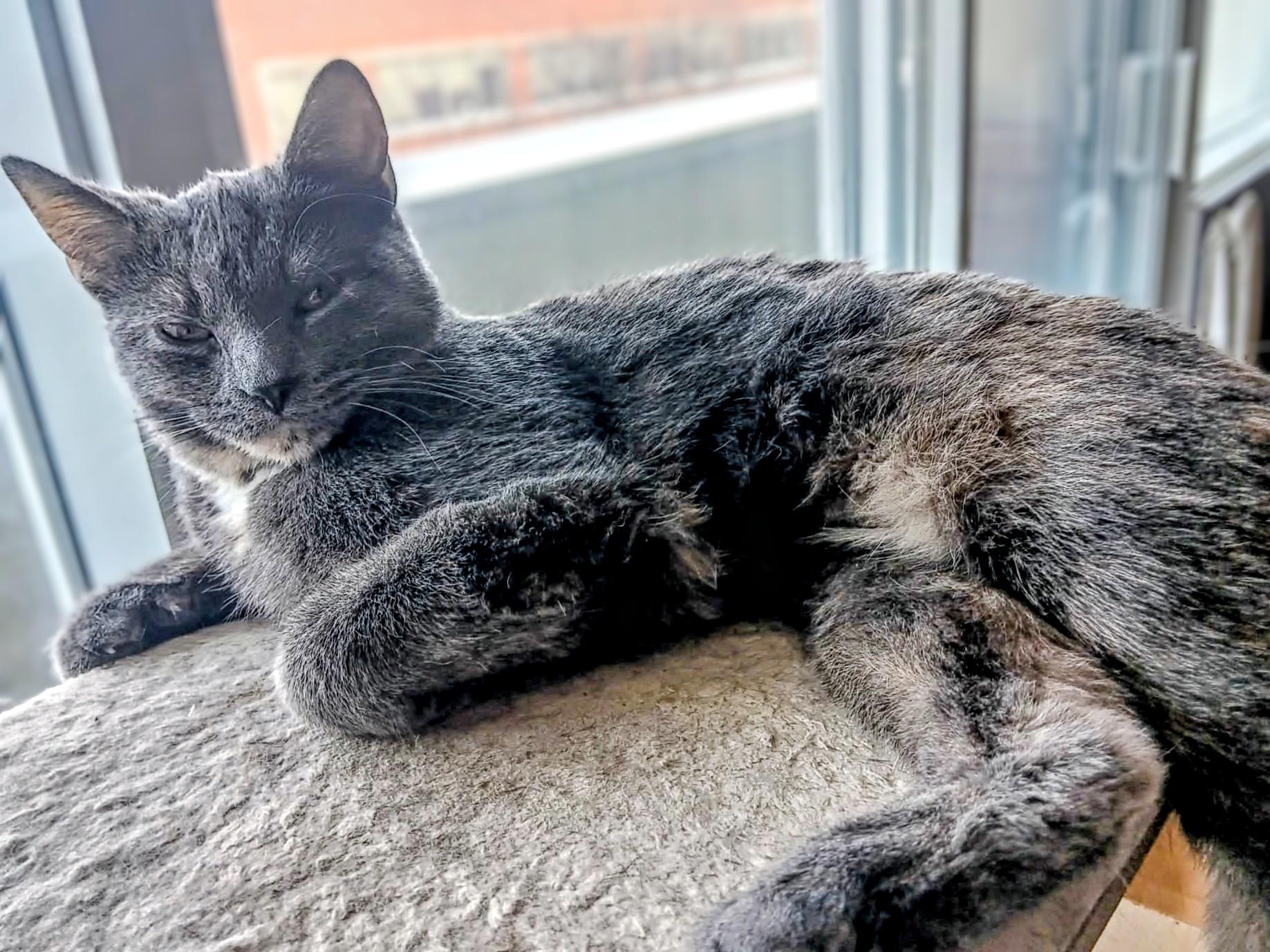 Enlarge Freya, a Adoptable Dilute Tortoiseshell in Montreal, QC image 1/6