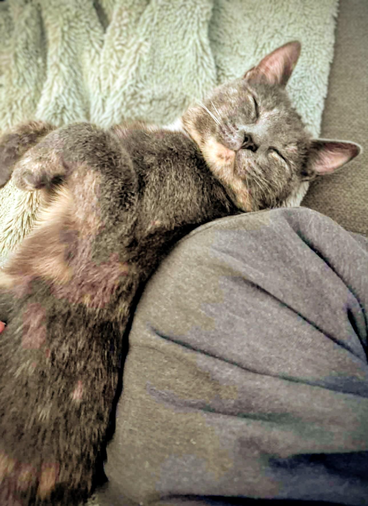 Enlarge Freya, a Adoptable Dilute Tortoiseshell in Montreal, QC image 3/6