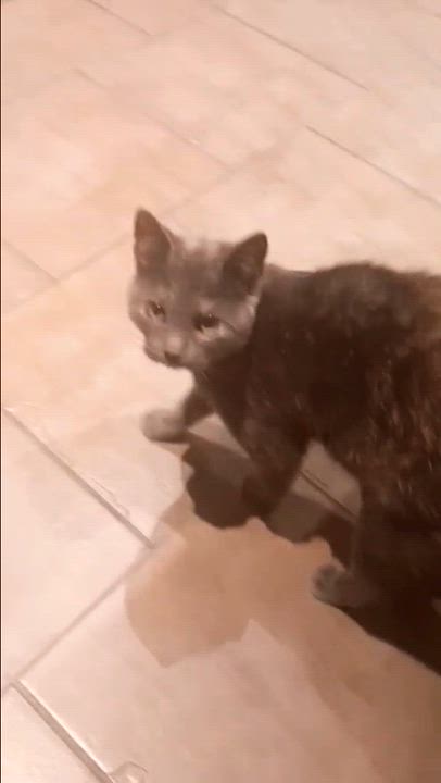 Enlarge Freya, a Adoptable Dilute Tortoiseshell in Montreal, QC video 6/6