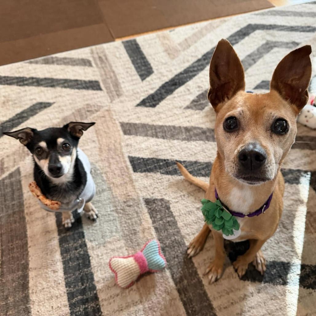 Enlarge Goose Beurre, a Adoptable Chihuahua in Ramona, CA image 1/6