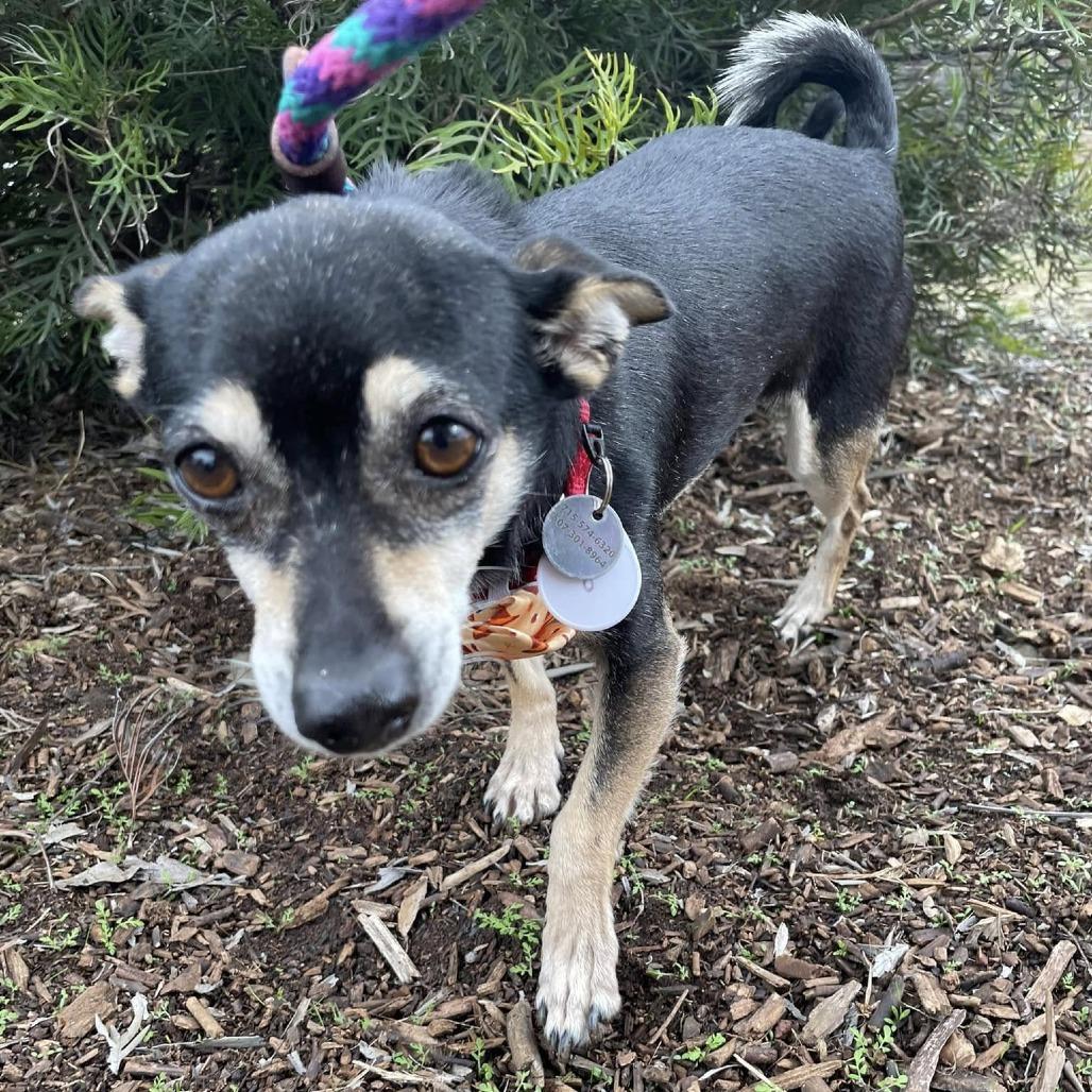 Enlarge Goose Beurre, a Adoptable Chihuahua in Ramona, CA image 3/6