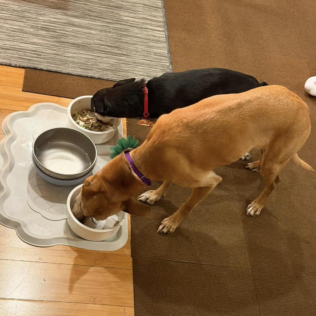 Goose Beurre, a Adoptable Chihuahua in Ramona, CA image 4/6