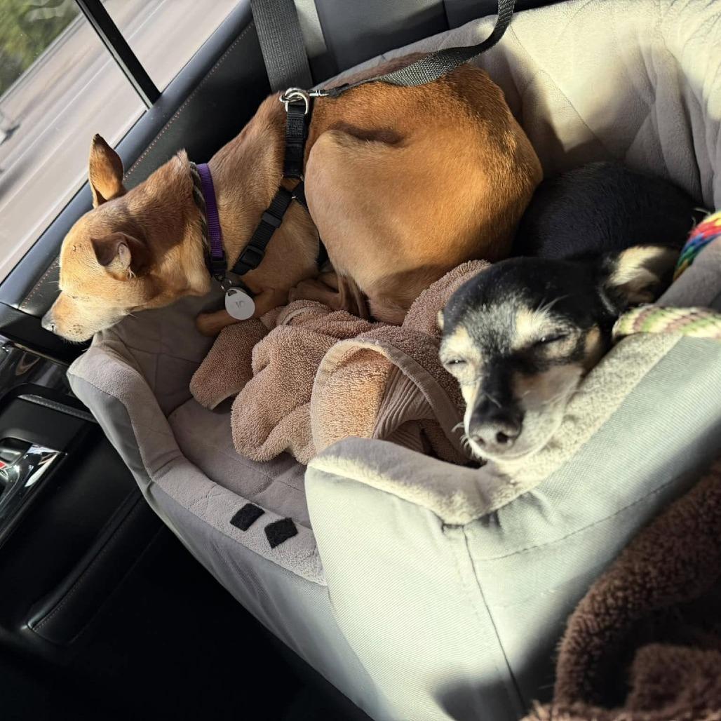 Enlarge Goose Beurre, a Adoptable Chihuahua in Ramona, CA image 4/6