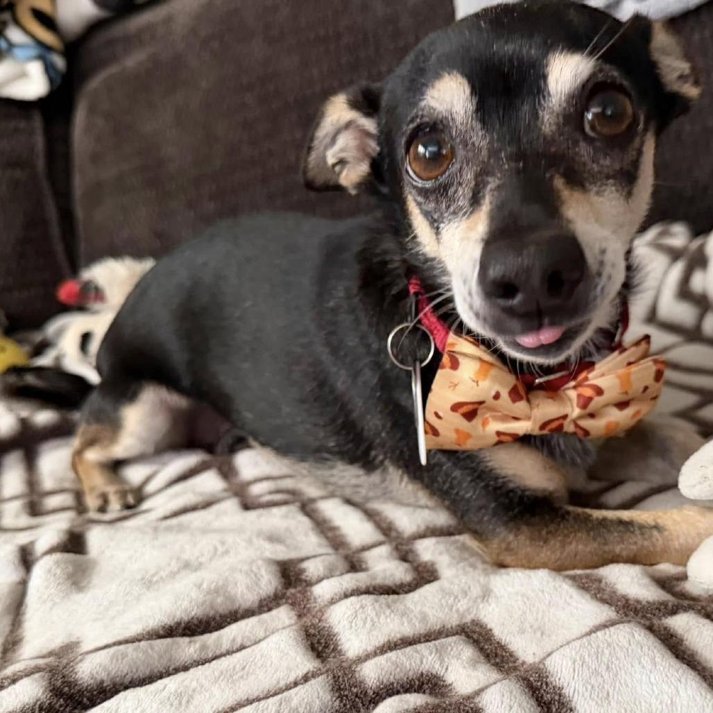 Enlarge Goose Beurre, a Adoptable Chihuahua in Ramona, CA image 6/6