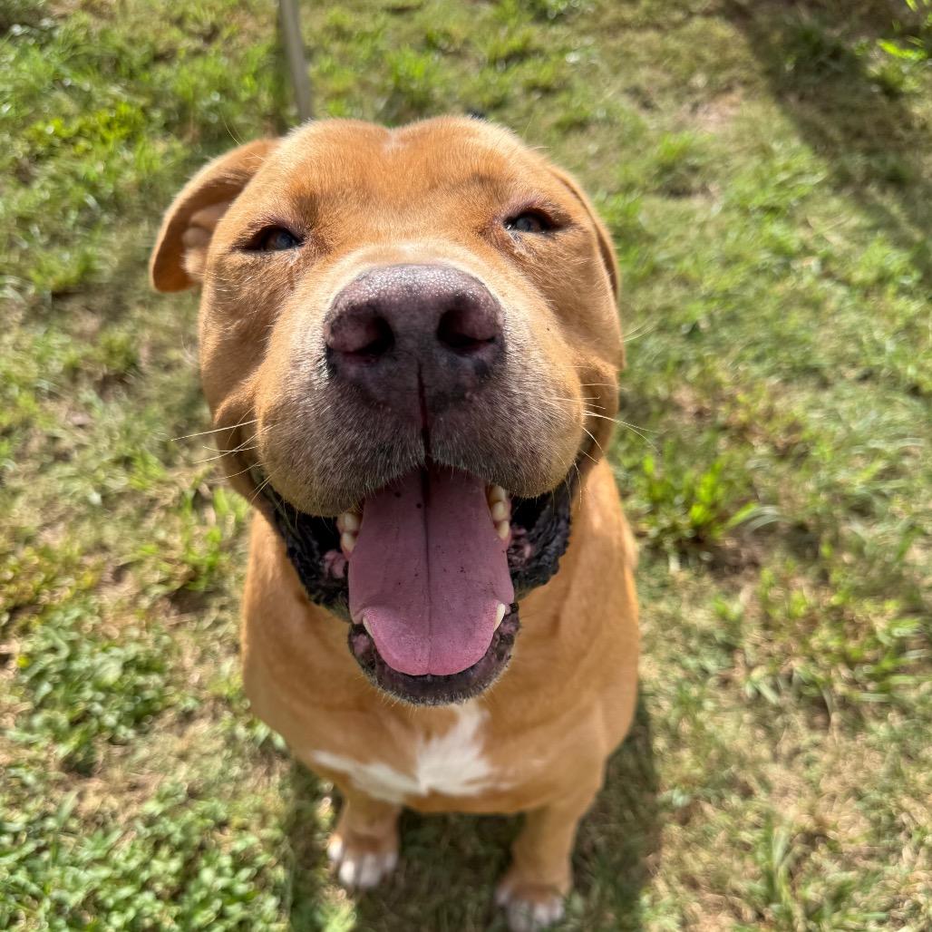 Kenai, Adoptable, Senior Male Terrier.