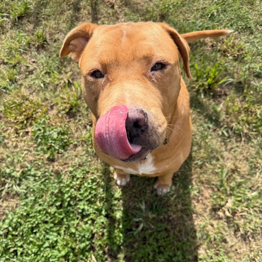Enlarge Kenai, a Adoptable Terrier in Wahiawa, HI image 2/3