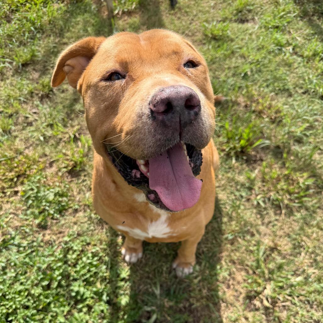 Enlarge Kenai, a Adoptable Terrier in Wahiawa, HI image 3/3