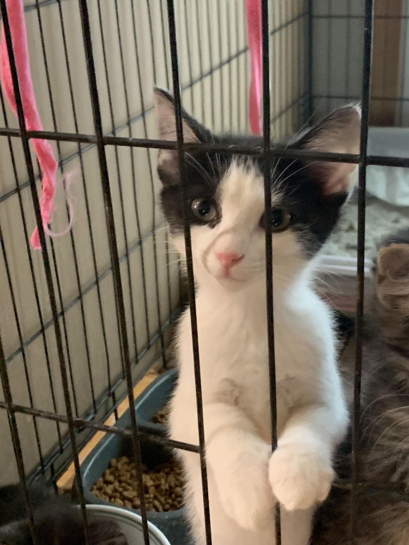 Izzi, Adoptable, Kitten Female Domestic Medium Hair.