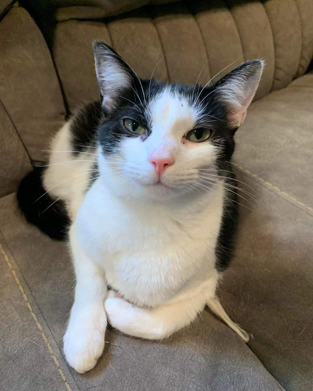 Enlarge Izzi, a Adoptable Domestic Medium Hair in Columbus, IN image 2/6