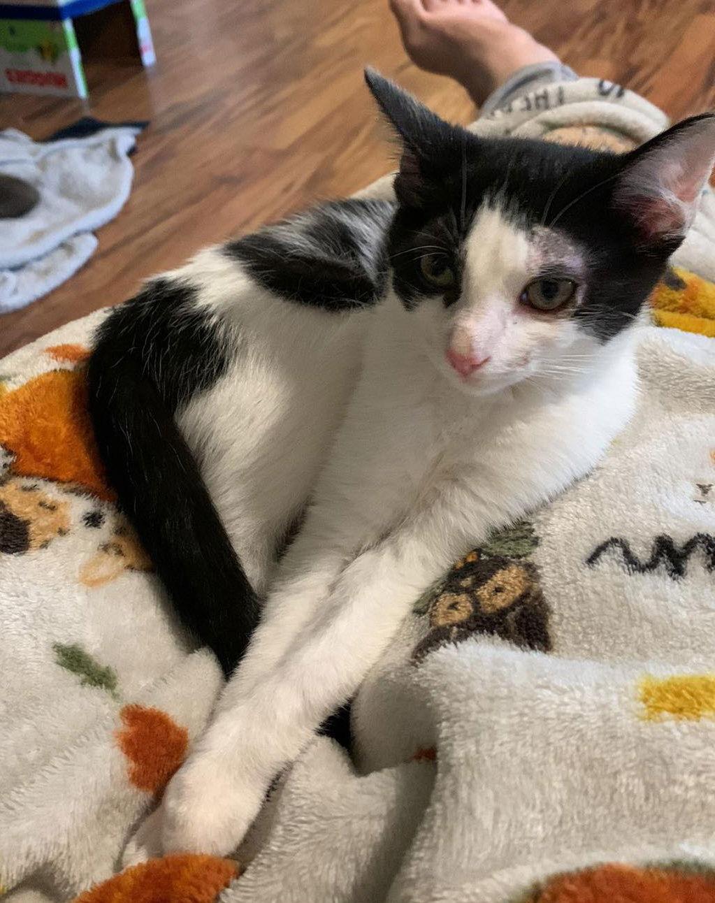 Enlarge Izzi, a Adoptable Domestic Medium Hair in Columbus, IN image 3/6