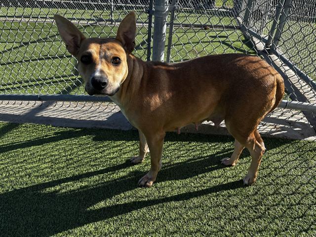 Enlarge LORELAI, a Adoptable mixed breed in Grand Prairie, TX image 1/1