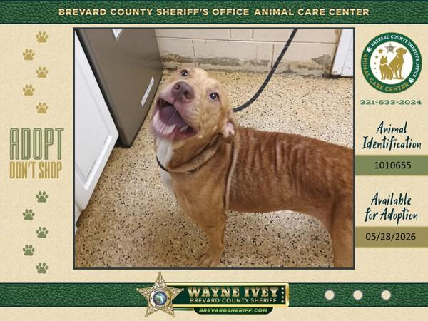 Rosie, Adoptable, Adult Female Mixed Breed.