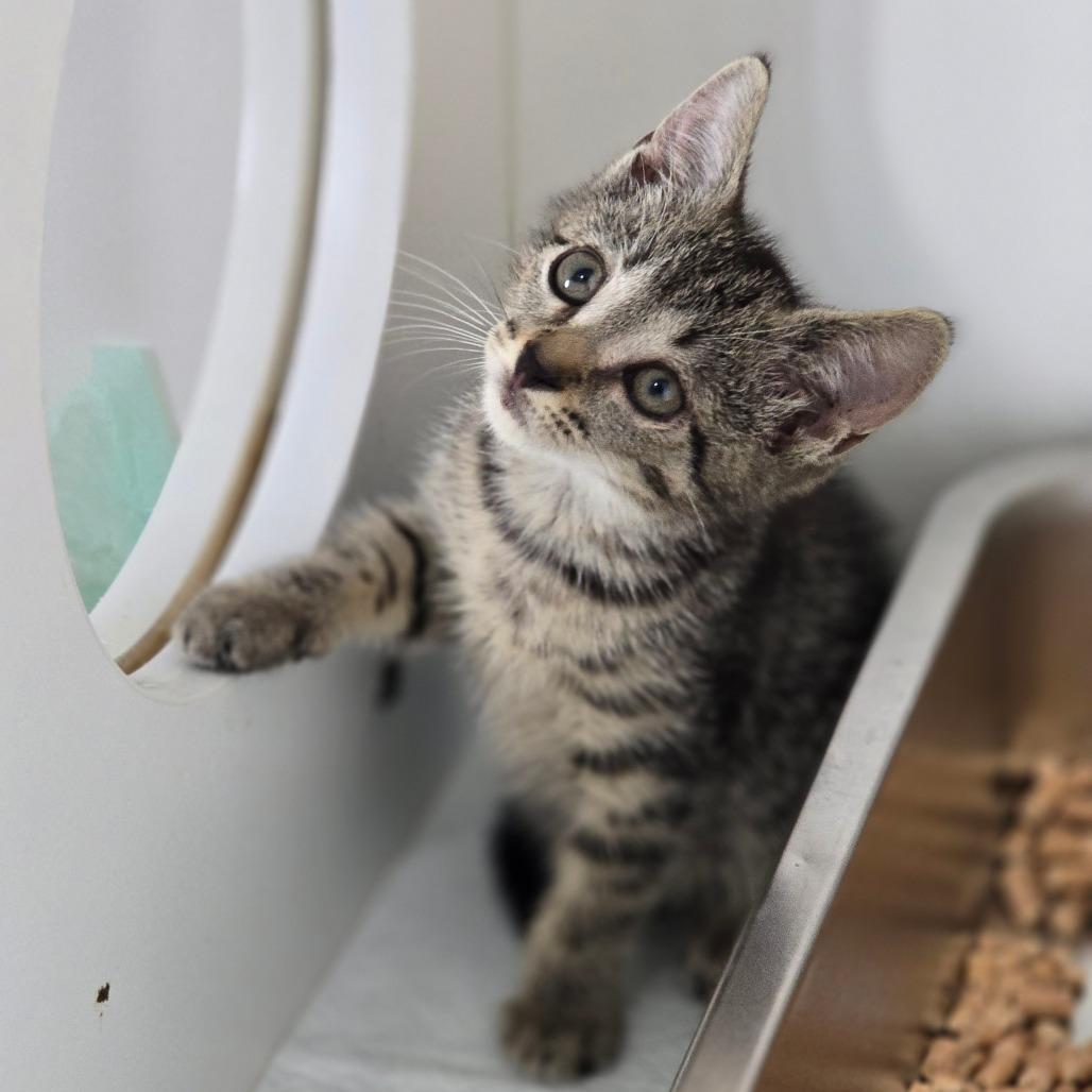 Juliet, Adoptable, Kitten Female Domestic Short Hair.
