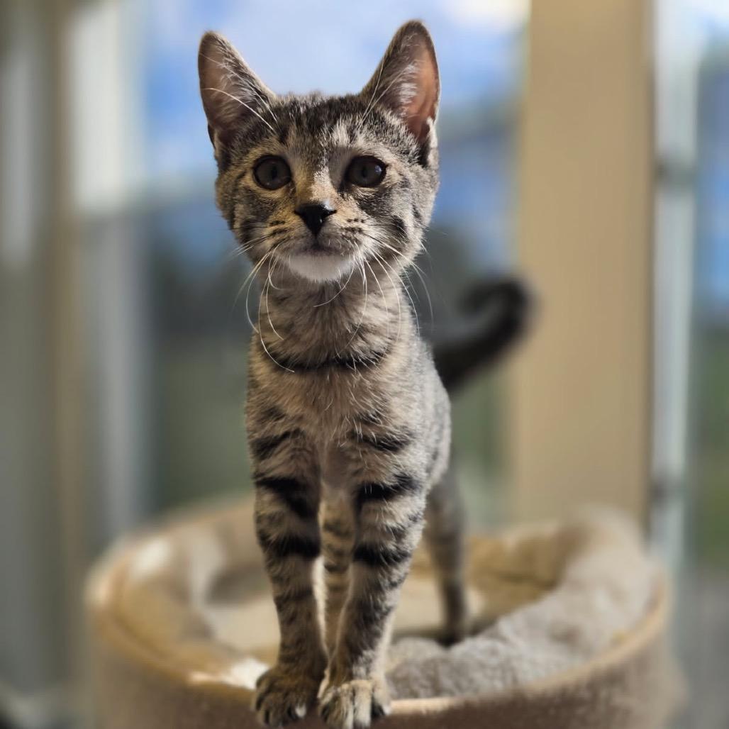 Enlarge Juliet, a Adoptable Domestic Short Hair in Elizabeth City, NC image 2/6