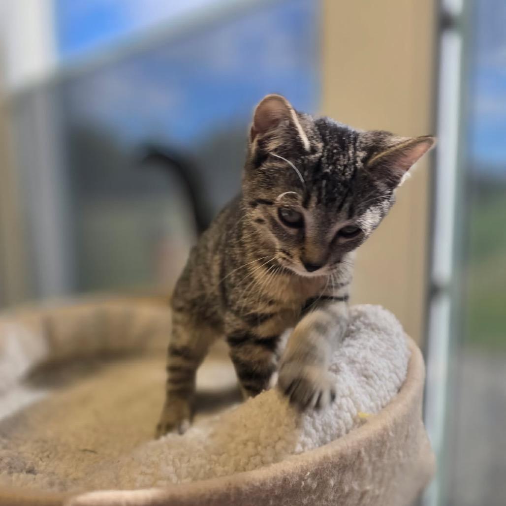 Enlarge Juliet, a Adoptable Domestic Short Hair in Elizabeth City, NC image 3/6