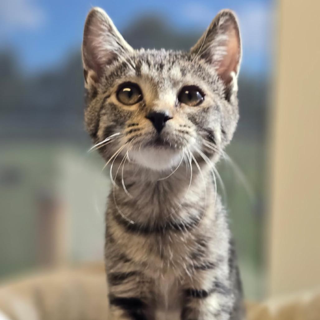 Enlarge Juliet, a Adoptable Domestic Short Hair in Elizabeth City, NC image 4/6