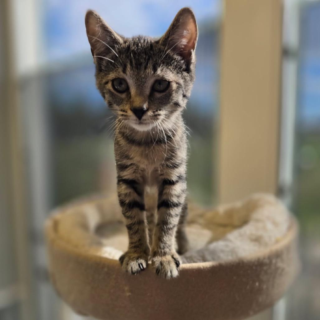 Enlarge Juliet, a Adoptable Domestic Short Hair in Elizabeth City, NC image 5/6