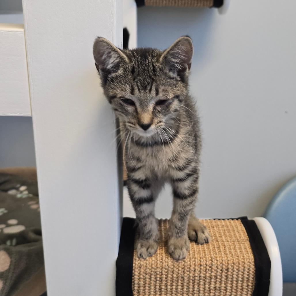 Enlarge Juliet, a Adoptable Domestic Short Hair in Elizabeth City, NC image 6/6