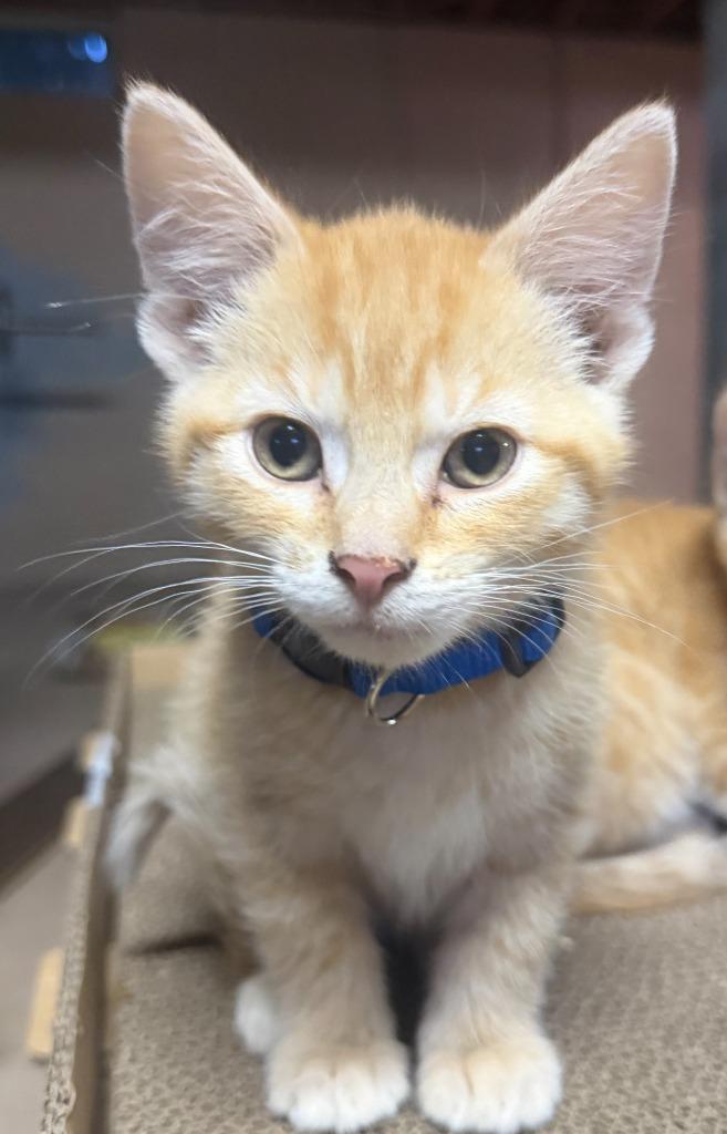 Archie, a Adoptable mixed breed in Grand Rapids, MN image 2/2