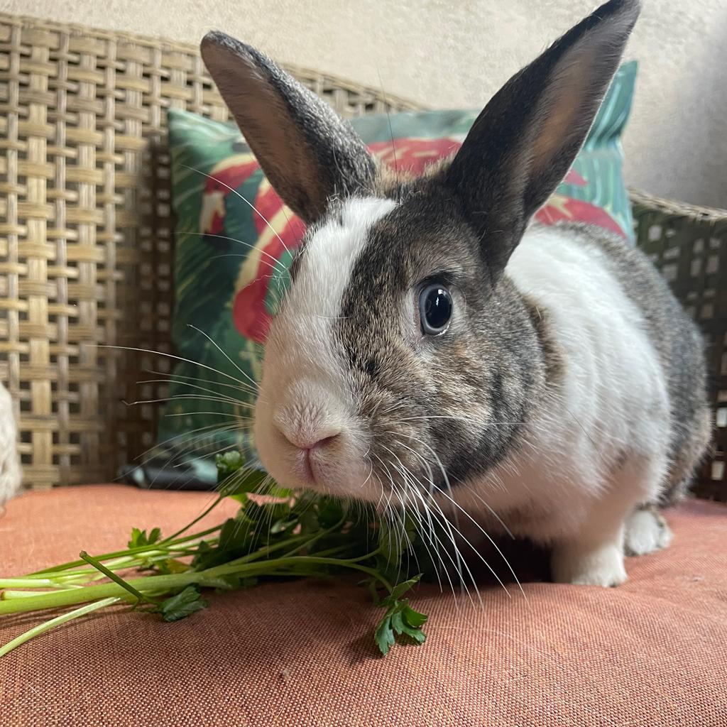 Diego, Adult Male Dutch