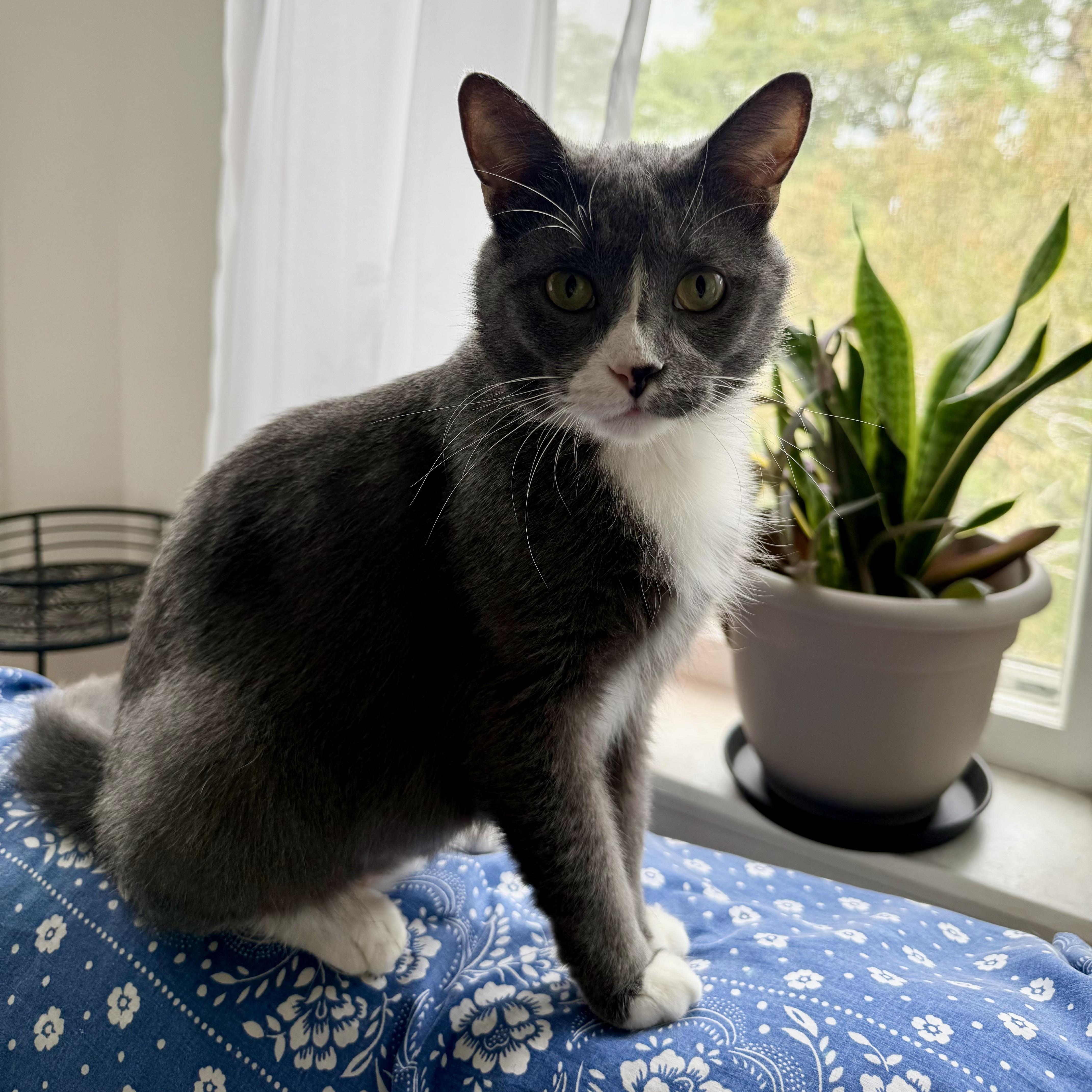 Juniper, adoptable, Young Female Domestic Short Hair.