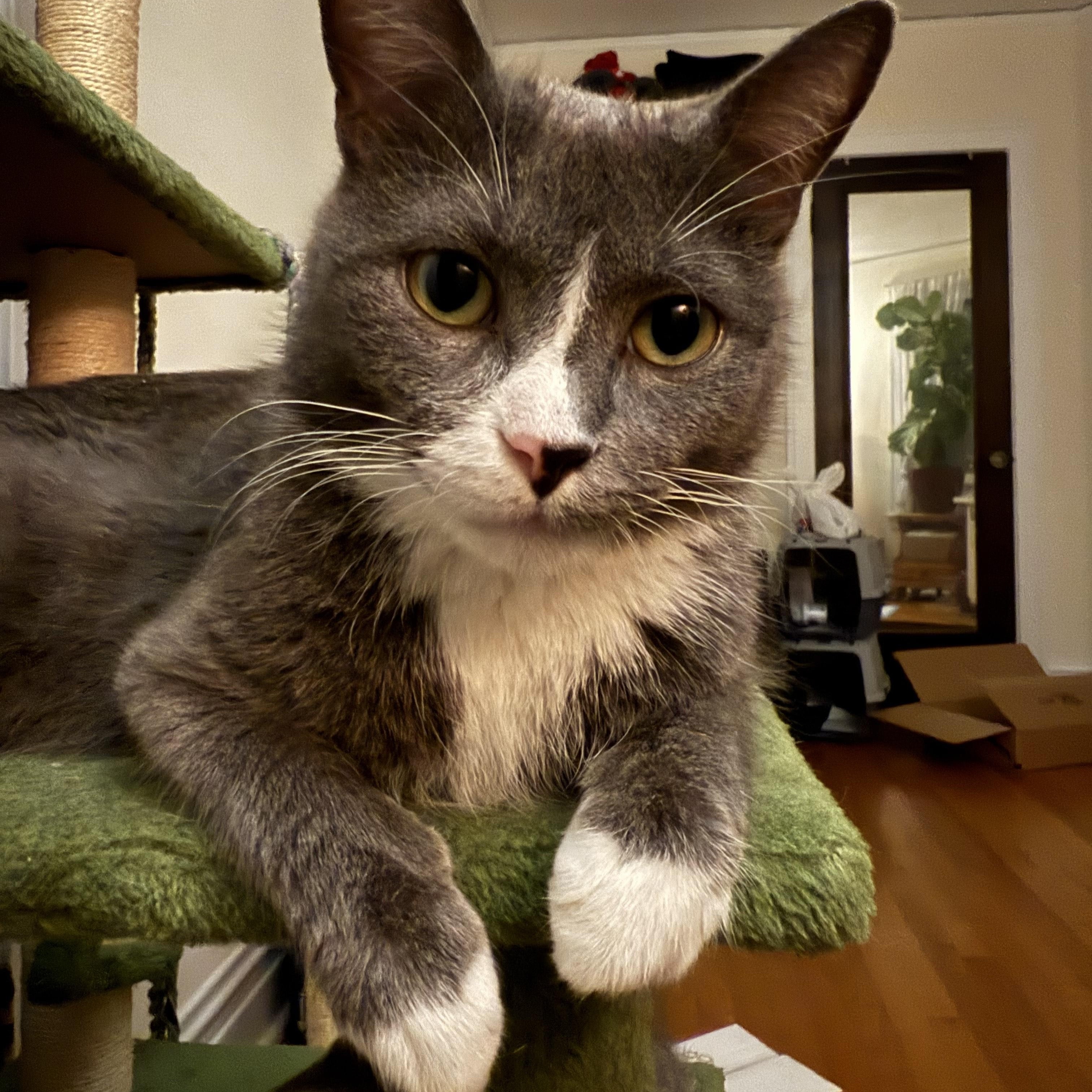 Enlarge Juniper, an adoptable Domestic Short Hair in Chicago, IL image 3/4