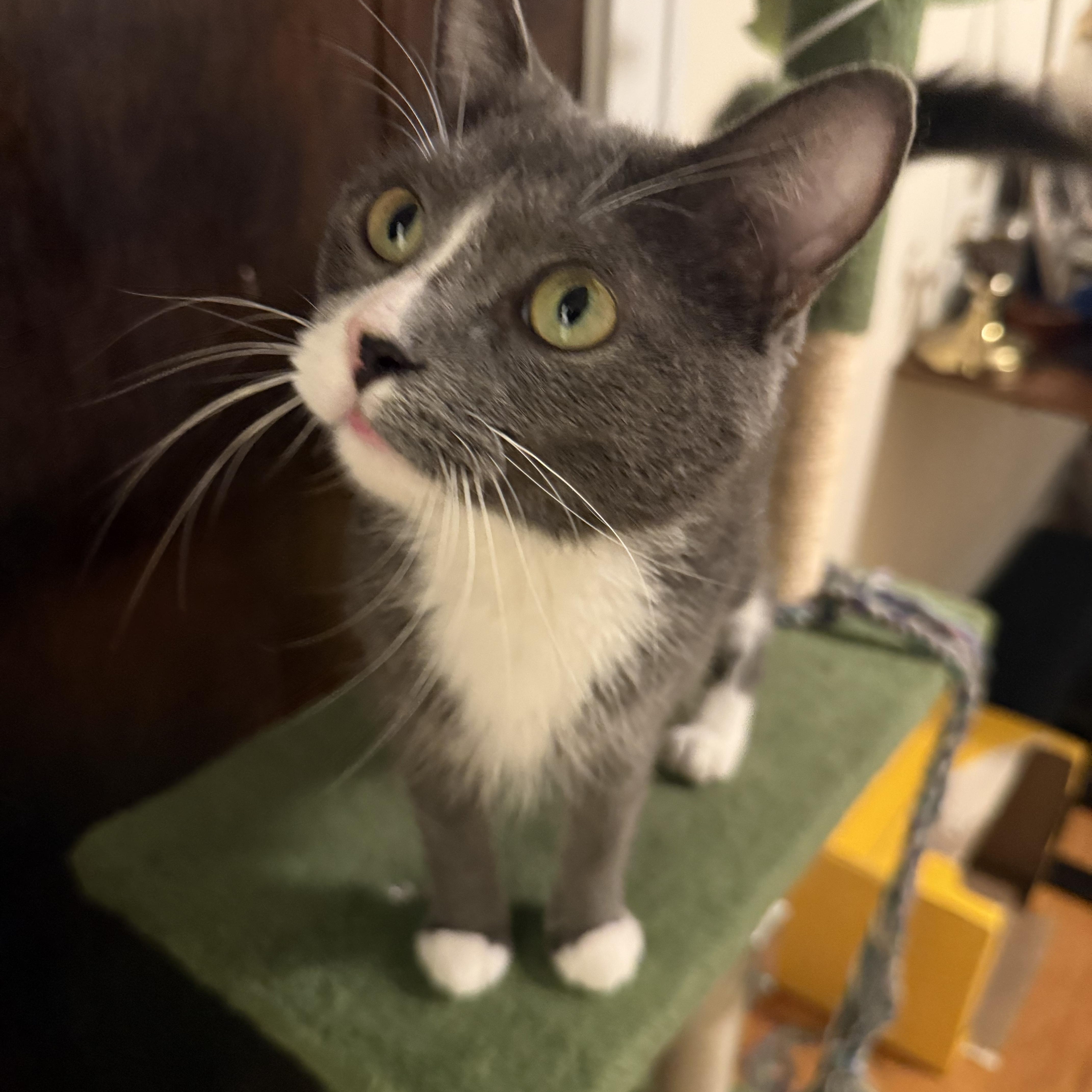 Enlarge Juniper, an adoptable Domestic Short Hair in Chicago, IL image 4/4