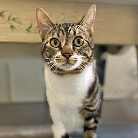 Bowie — thumbnail 3