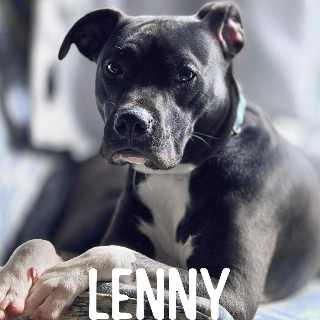 Lenny, Adoptable, Young Male Mixed Breed.