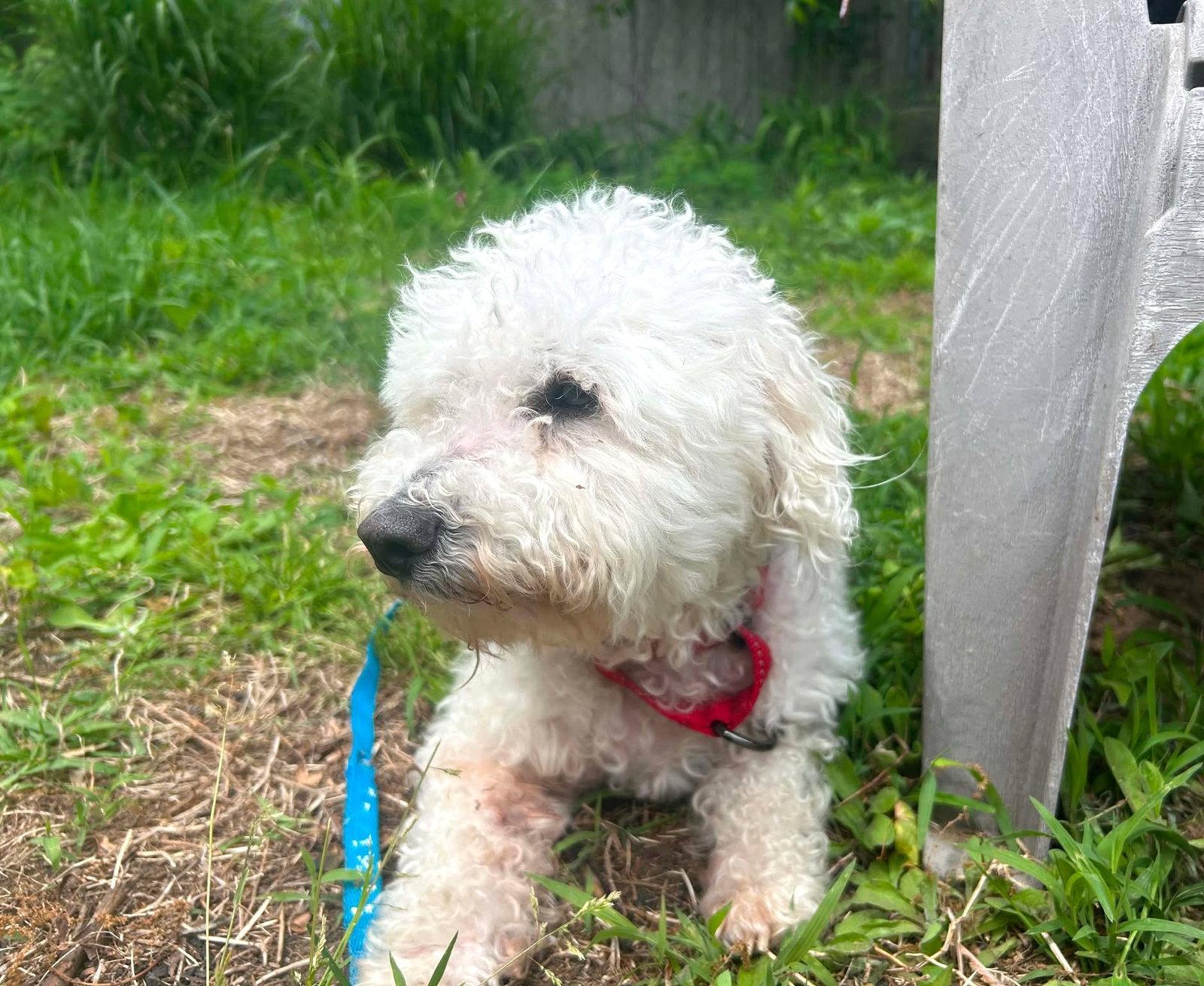 Enlarge Teddy Plunkett, a Adoptable mixed breed in Saunderstown, RI image 2/3