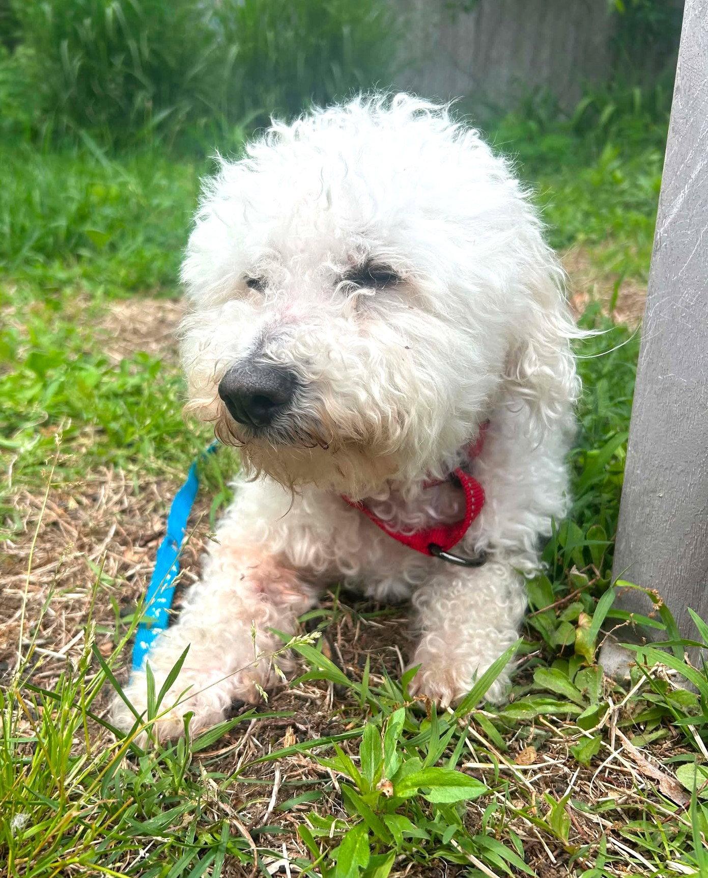 Enlarge Teddy Plunkett, a Adoptable mixed breed in Saunderstown, RI image 3/3