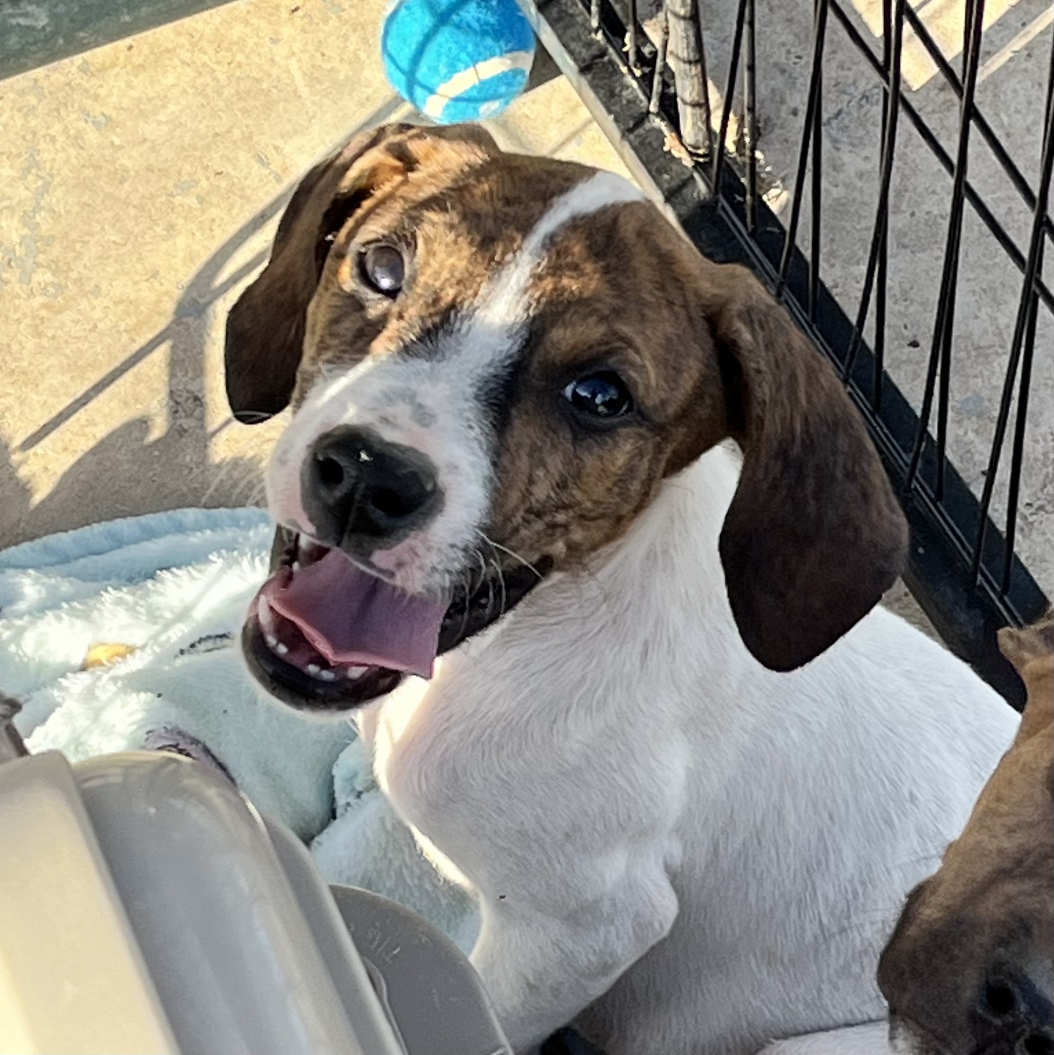 Dog for adoption Ruger, a Plott Hound Mix in Cuthbert, GA Petfinder