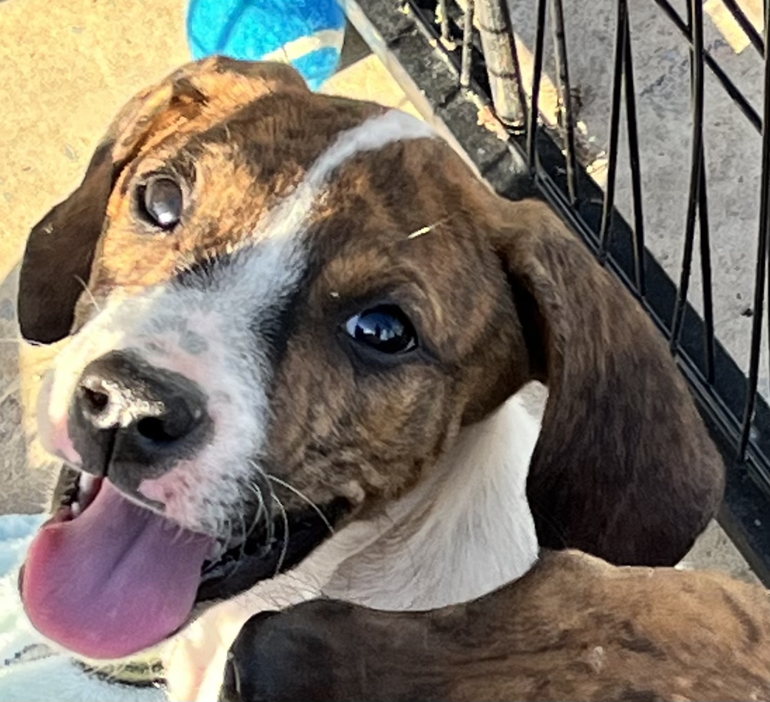 Dog for adoption Ruger, a Plott Hound Mix in Cuthbert, GA Petfinder