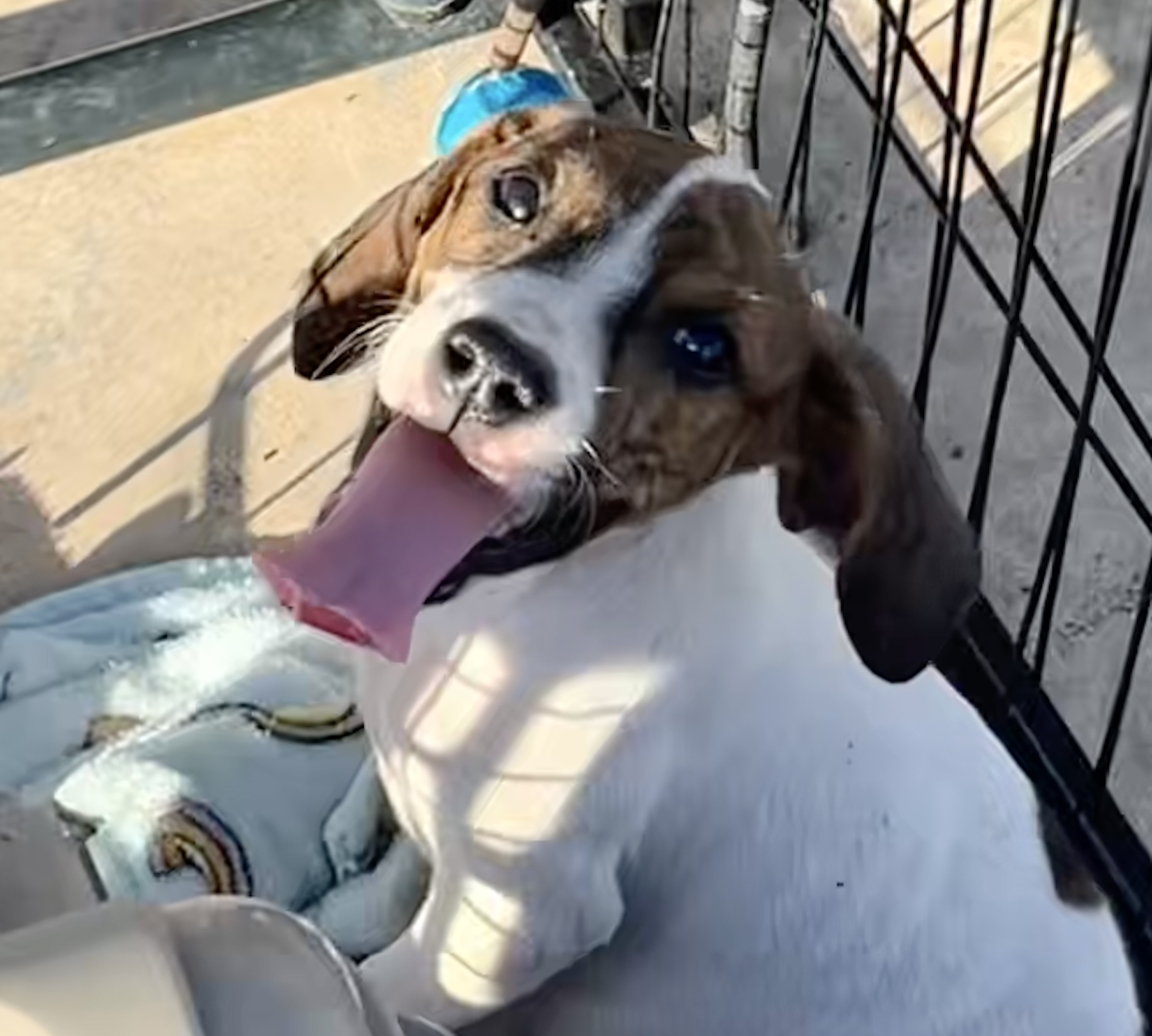 Dog for adoption Ruger, a Plott Hound Mix in Cuthbert, GA Petfinder