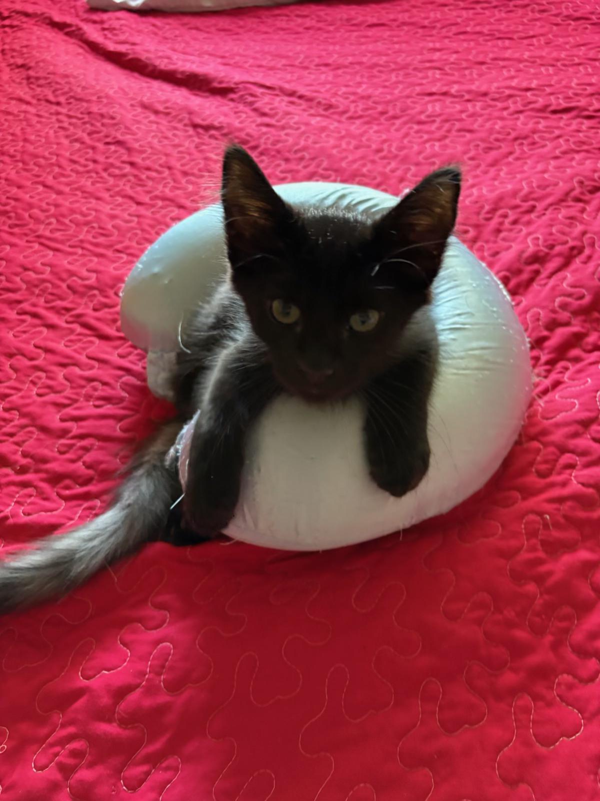 Enlarge Starling, a ADOPTABLE mixed breed in Youngtown, AZ image 4/4