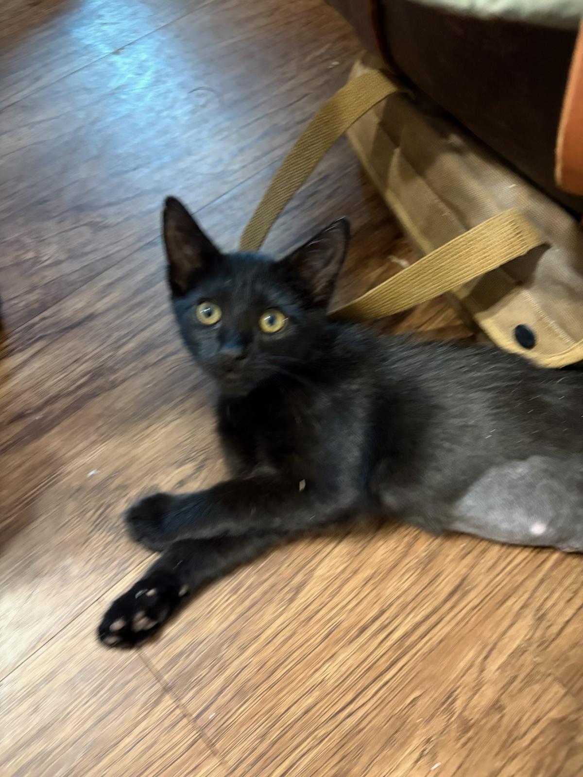 Enlarge Starling, a ADOPTABLE mixed breed in Youngtown, AZ image 2/4