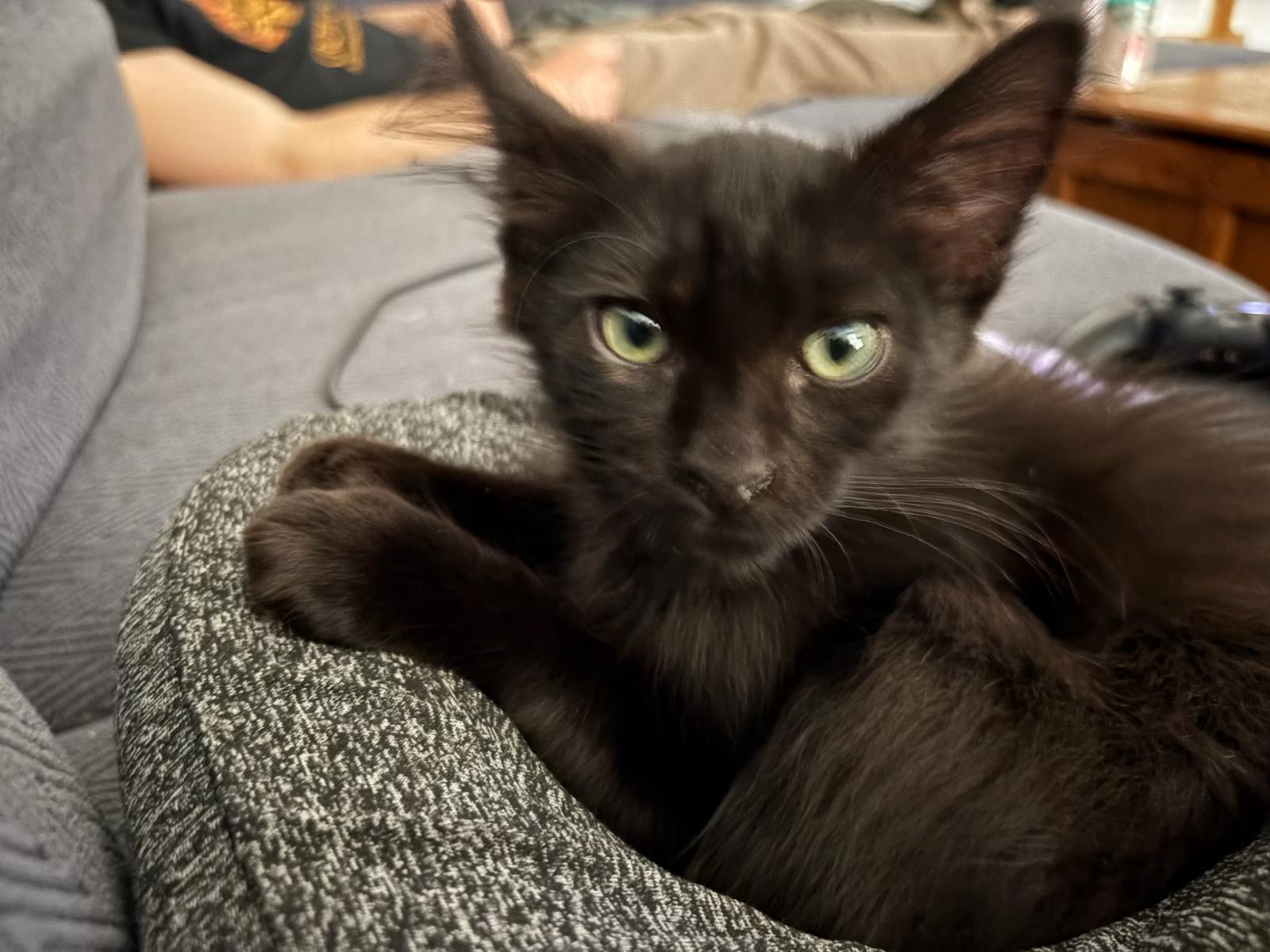Enlarge Starling, a ADOPTABLE mixed breed in Youngtown, AZ image 1/4