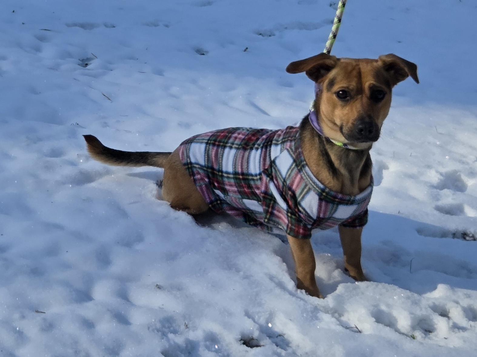 Enlarge Alice, a ADOPTABLE Mixed Breed in Sumter, SC image 1/4