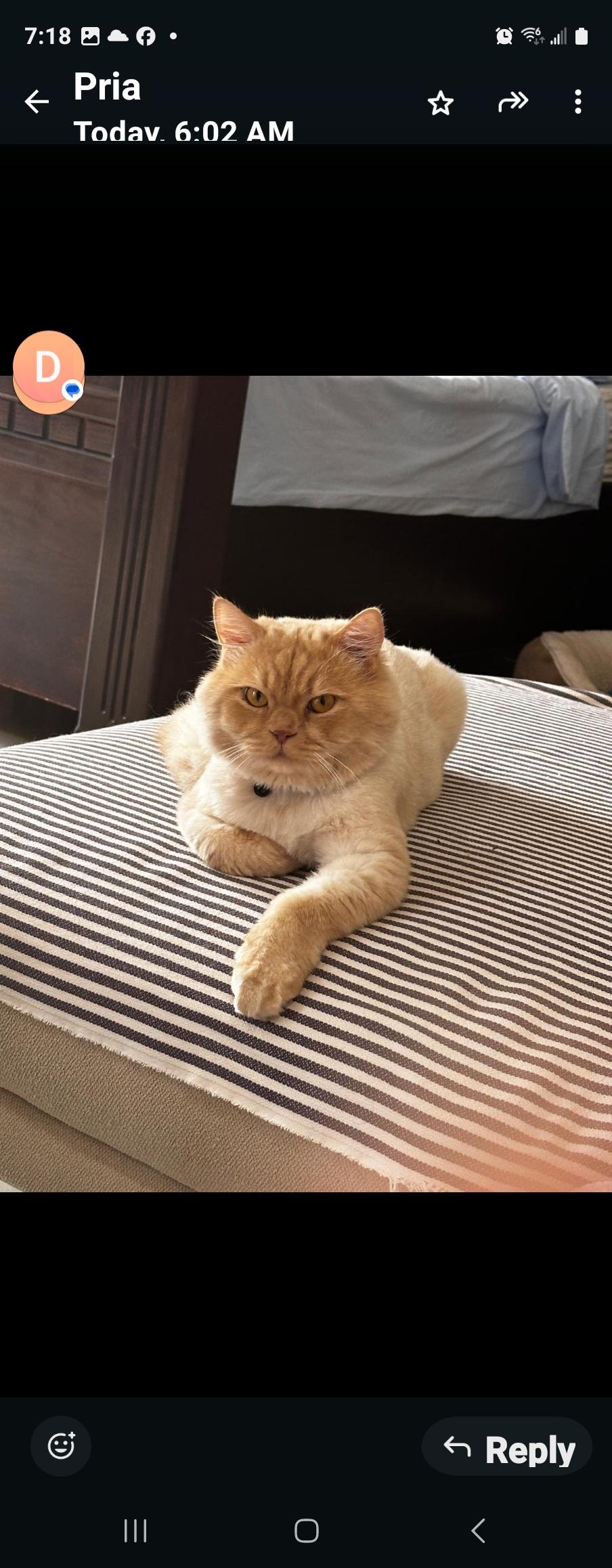 Enlarge Whisky, a Adoptable Persian in Snow Hill, MD image 1/6